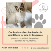 Find Purebred Ragdoll Kittens for in Bangalore