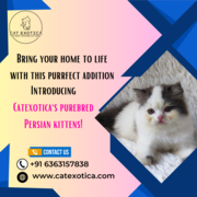 Find Purebred Persian Kittens for sale in Bangalore