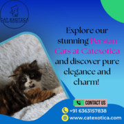 Purebred Siberian Kittens for sale in Bangalore