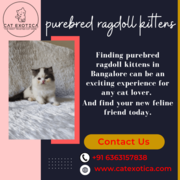 Find Purebred Persian Kittens for sale Bangalore