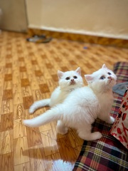 Persian Kittens Male & female Double white Coat 