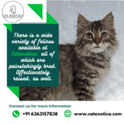 Buy Purebred Siberian kittens in Bangalore