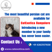 Persian Cats for Sale in Bangalore