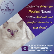Buy Purebred Ragdoll kittens in Bangalore
