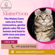 Best Purebred Kittens for Sale in Bangalore