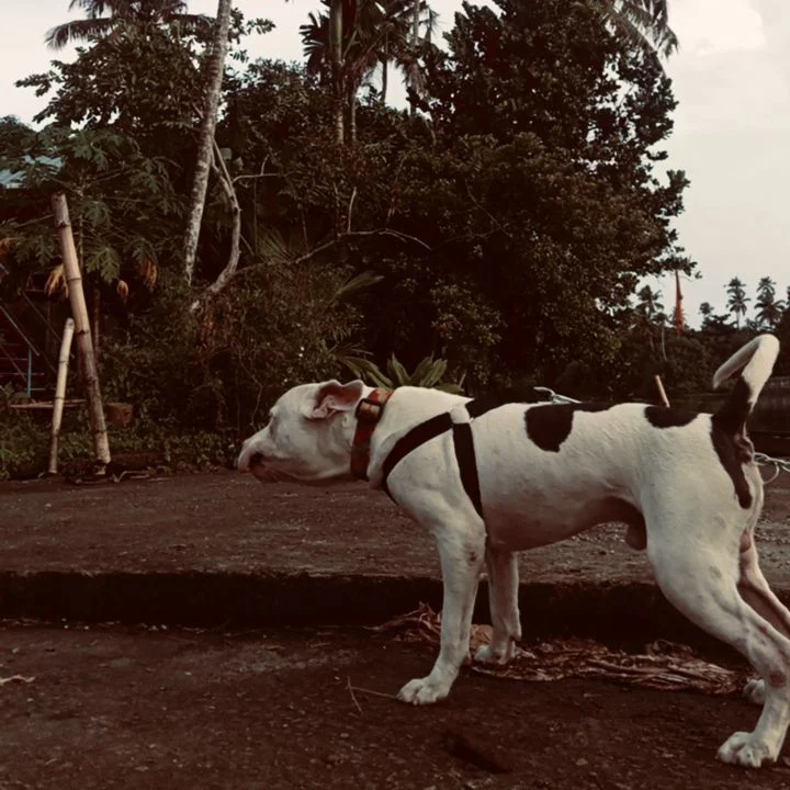Amstaff for sale 9 month old 