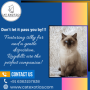 Purebred Persian Kittens for sale in Bangalore
