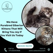 Siberian Kittens for Sale Bangalore