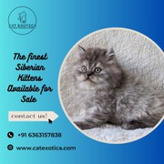 Buy Cats and Kittens for sale|Cat Exotica