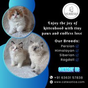 Cats for Sale in Bangalore