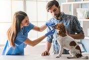Essential Veterinary Products: A Complete Guide to Keeping Your Pets S