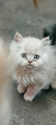 Cats For Sale Trust Kennel Delhi,  Shimla,  Chandigarh, Puna, Mumbai
