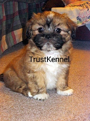 Pomeranian (Toy Pom.)Pups For Sale Trust Kennel Delhi