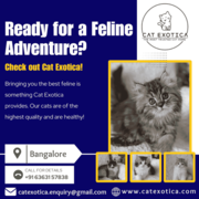 Cat in Bangalore | Persian Cat in Bangalore