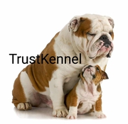 Trust Kennel English BullDog Puppies Available In Delhi 