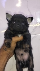 Trust Kennel Chihuahua Long Coated Pups Available 