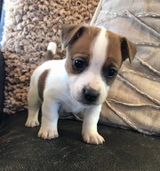 Trust Kennel JackRussell Pups Available Here In Delhi 
