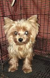 Trust Kennel Yorkshire Terrier Tiny Size Pups Available 