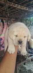 Trust Kennel Golden Labra Pups Available In Delhi 