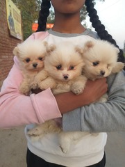 Trust Kennel Toy Culture Pom Pups Available Here In Delhi 