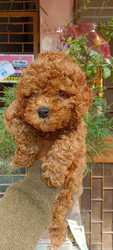 Trust Kennel Apricot Poodle Pups Available Here 