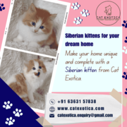 Siberian Cat in Bangalore | Kittens in Bangalore