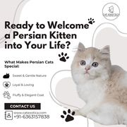Persian Kittens in Bangalore