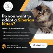 Siberian Kitten in Bangalore