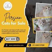 Persian Cats for Sale in Bangalore