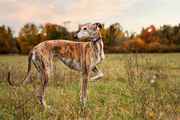 Rampur Hound Puppies For Sale In Patna