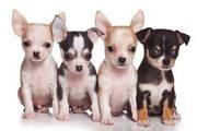 TRUST KENNEL CHIHUAHUA PUPPIES AVAILABLE..